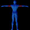 Anatomie des Rhomboïdes