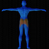 Vue musculaire 3D