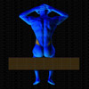 Vue musculaire 3D
