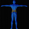 Vue musculaire 3D