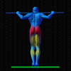 Vue musculaire 3D