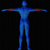 Vue musculaire 3D