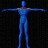 Vue musculaire 3D