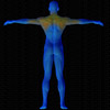 Vue musculaire 3D