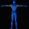 Vue musculaire 3D