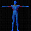 Vue musculaire 3D