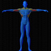 Vue musculaire 3D