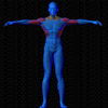 Vue musculaire 3D