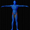 Vue musculaire 3D