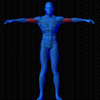 Muscles avant sollicités par Flexion biceps, debout (Banc multifonction)