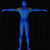 Vue musculaire 3D