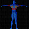 Muscles arrière sollicités par Tirage Pullover, à la poulie (Banc multifonction)