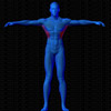 Vue musculaire 3D