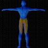 Vue musculaire 3D