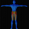 Muscles arrière sollicités par Squat latéral, à la poulie (Banc multifonction)