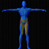 Vue musculaire 3D