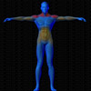Vue musculaire 3D