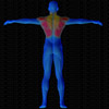 Vue musculaire 3D