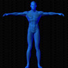Vue musculaire 3D