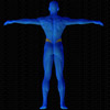 Vue musculaire 3D