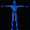 Vue musculaire 3D