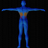 Vue musculaire 3D