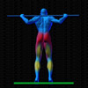 Vue musculaire 3D