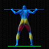 Vue musculaire 3D