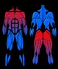 Musculation body building