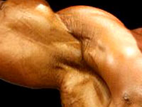 Exercices par muscle