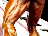 Schema muscles ischio jambiers