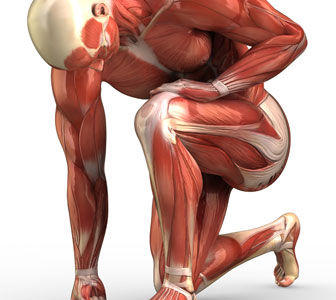 Anatomie des muscles du corps humain