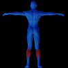 Anatomie des Mollets