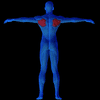 Anatomie des Rhomboïde - infra-épineux