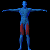 Anatomie des Quadriceps
