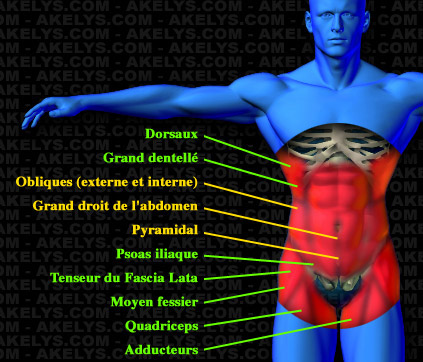 Dossier spécial : Abdominaux, Développement des muscles de la ...