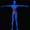 Muscles avant sollicités par Flexion latérale inversée, avec haltère