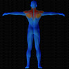 Muscles arrière sollicités par Deltoïde, buste penché  (Banc multifonction)