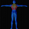 Muscles arrière sollicités par Développé dorsaux assis (Banc multifonction)