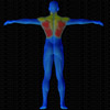 Muscles arrière sollicités par Développé nuque, assis (Banc multifonction)