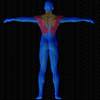 Muscles arrière sollicités par Dorsaux à la poulie basse (Banc multifonction)