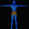 Muscles arrière sollicités par Extension externe des adducteurs (Banc multifonction)