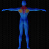 Muscles arrière sollicités par Haussement d'épaules, à la poulie (Banc multifonction)