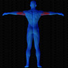 Muscles arrière sollicités par Triceps à la poulie haute (Banc multifonction)