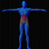 Vue musculaire 3D