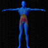 Vue musculaire 3D